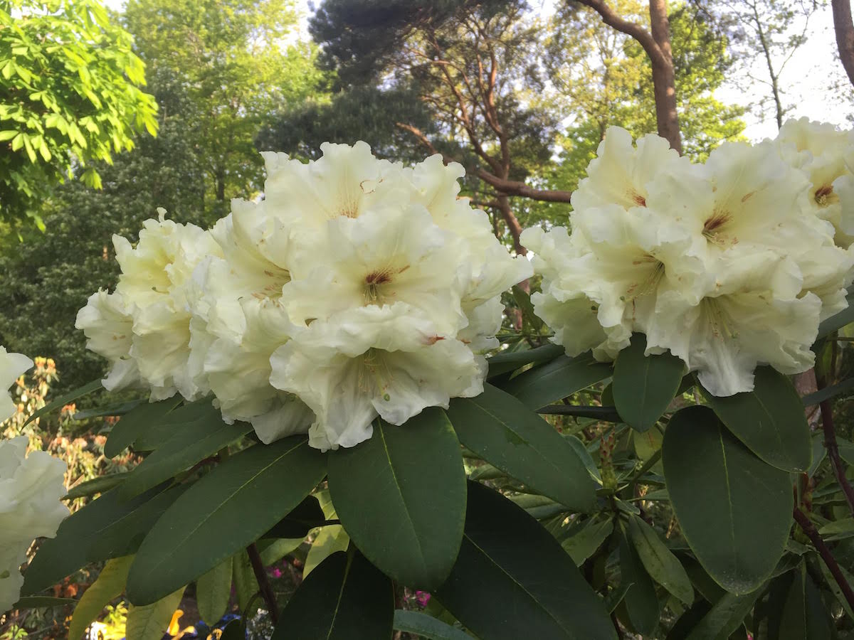 Elizabeth de Rothschild